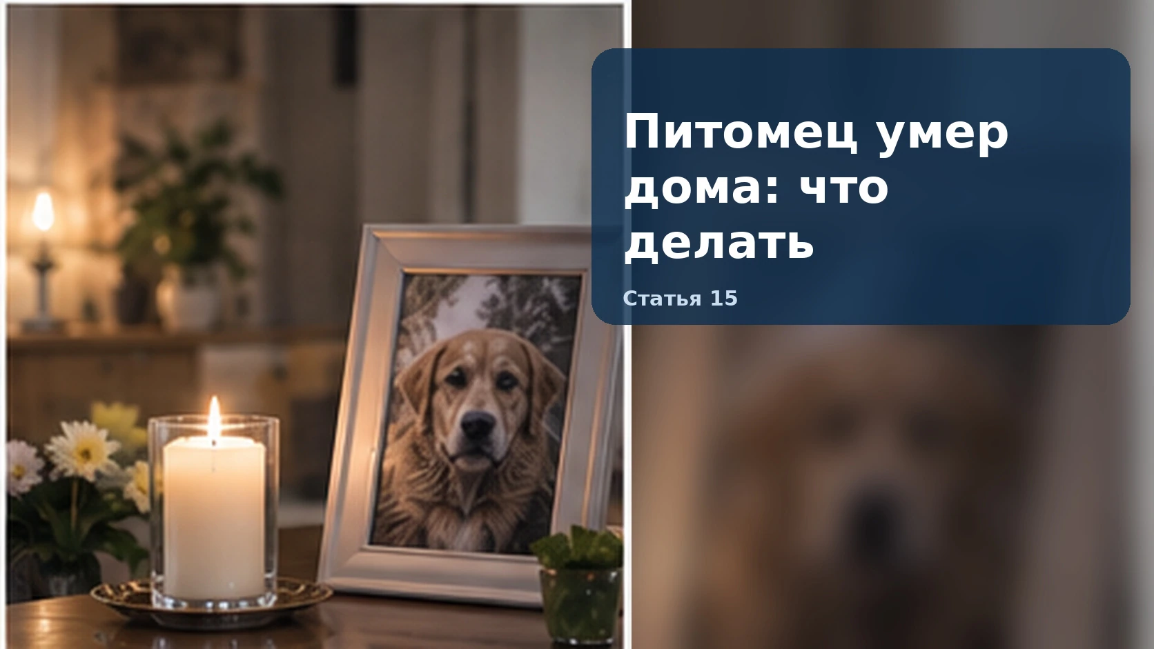 Питомец умер дома: что делать