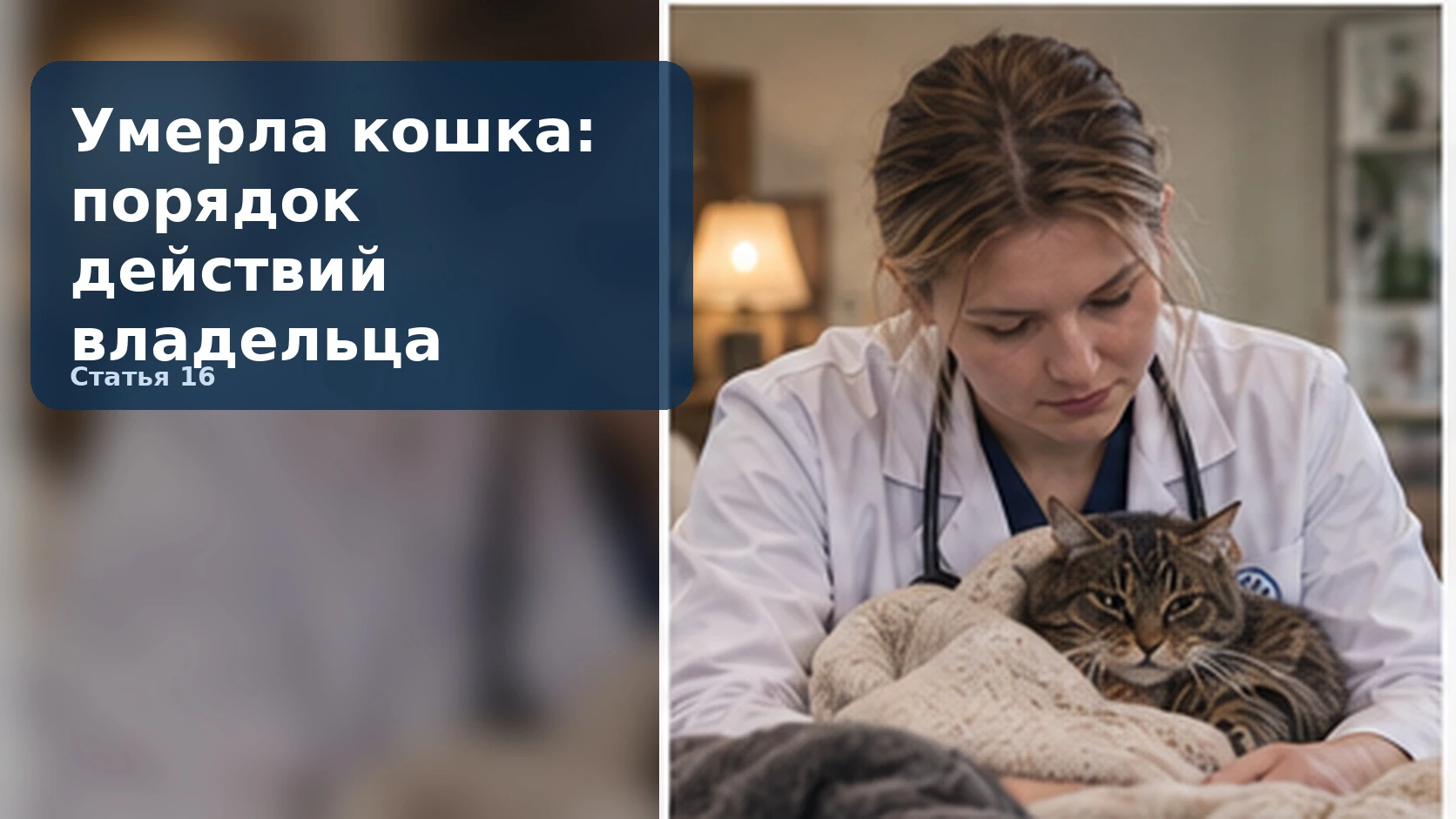 Умерла кошка: порядок действий владельца